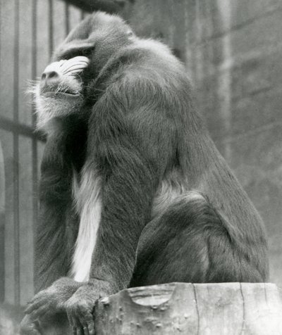 A Male Mandrill George Sitting on a Log in His Enclosure, London Zoo, August 1923 by Frederick William Bond